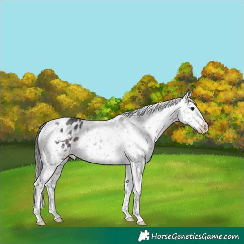 Horse Color:Brown Roan Appaloosa 