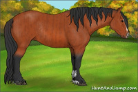 Horse Color:Bay Sabino Rabicano  and Bay Sabino Rabicano 