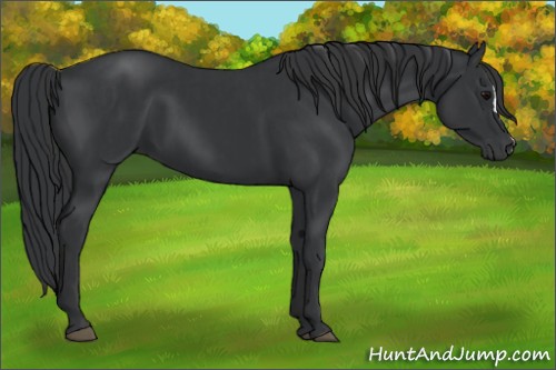 Horse Color:Black  and Black 