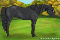 Horse Color:Black  and Black 