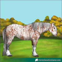 Horse Color:Bay Sabino Tobiano Rabicano  and Gray Bay Sabino Tobiano Rabicano 