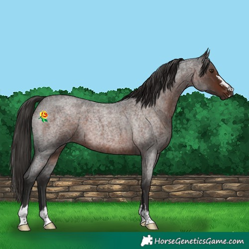 Horse Color:Liver Red Roan 