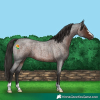 Horse Color:Liver Red Roan 