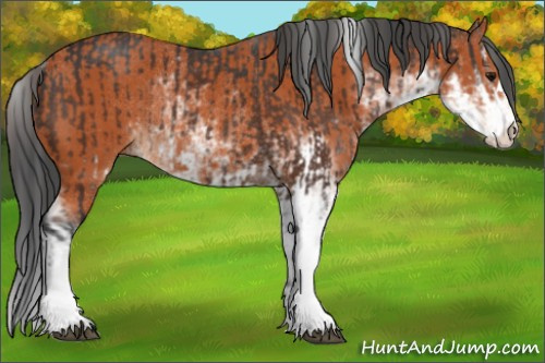 Horse Color:Brown Sabino Rabicano and Bay Sabino Rabicano