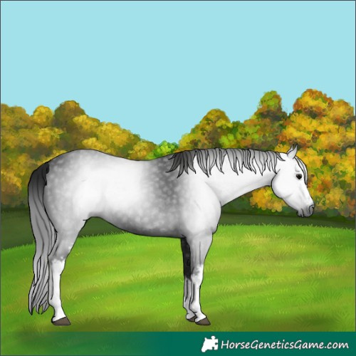 Horse Color:Gray White Spotted Black