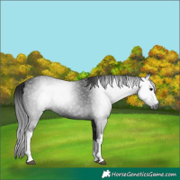 Horse Color:Gray White Spotted Black 