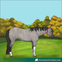 Horse Color:Grullo Roan Tobiano 