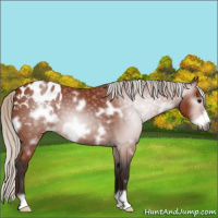 Horse Color:Gray White Spotted Silver Bay Frame Appaloosa 
