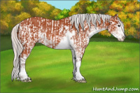 Horse Color:Bay Sabino Rabicano  and Silver Bay Sabino Rabicano 