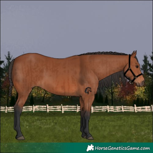 Horse Color:Bay Sabino Rabicano  and Bay Sabino Rabicano 