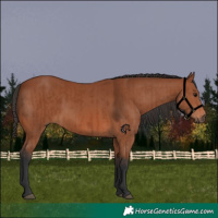 Horse Color:Bay Sabino Rabicano  and Bay Sabino Rabicano 