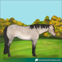 Horse Color:Brown Roan Dun Sabino Rabicano