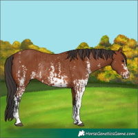 Horse Color:Bay Sabino Rabicano  and Bay Sabino Rabicano 