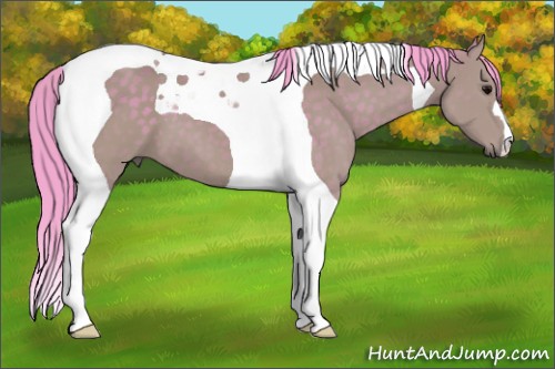 Horse Color:Watercolor Buckskin Tobiano 
