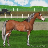 Horse Color:Bay Sabino Rabicano  and Silver Bay Sabino Rabicano 
