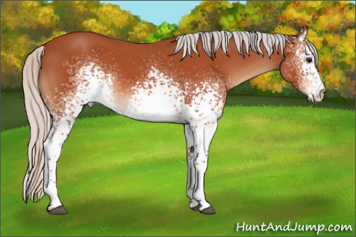 Horse Color:White Spotted Silver Bay Roan 