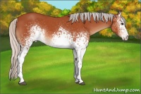 Horse Color:White Spotted Silver Bay Roan 