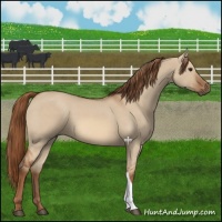 Horse Color:Red Dun 