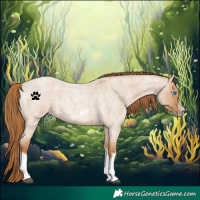 Horse Color:Red Dun Roan Splash Frame Rabicano 