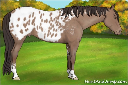 Horse Color:Classic Champagne Sabino Appaloosa 