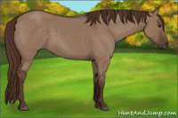 Horse Color:Liver Red Dun 