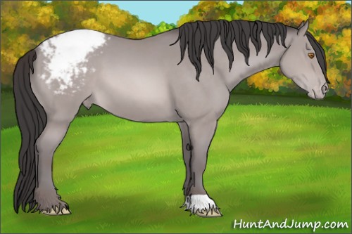 Horse Color:Platinum Sable Champagne Appaloosa 
