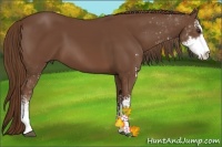 Horse Color:Chestnut Sabino