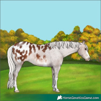 Horse Color:Silver Bay Appaloosa 