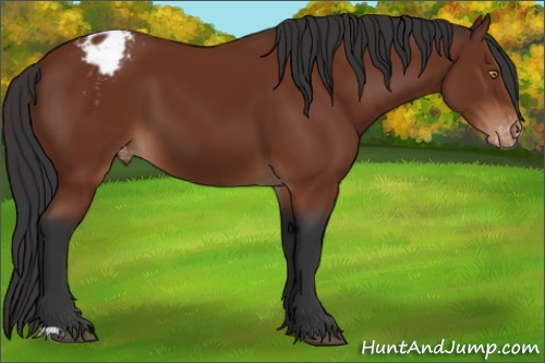 Horse Color:Brown Appaloosa 