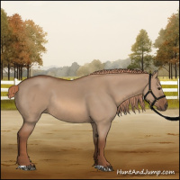 Horse Color:Red Dun Rabicano 