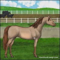 Horse Color:Red Dun Roan 