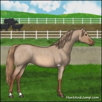 Horse Color:Red Dun Roan 