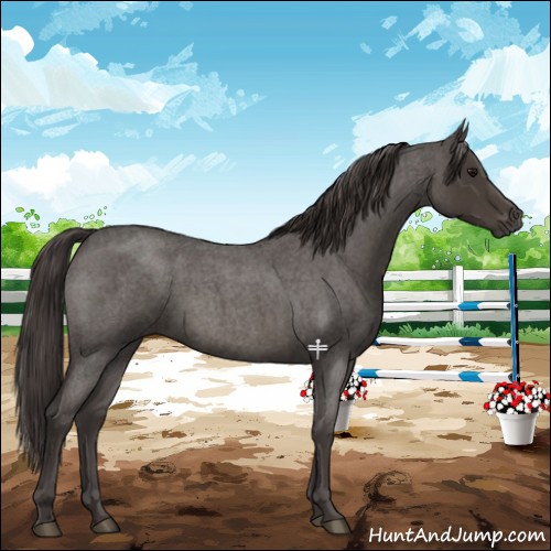 Horse Color:Smoky Blue Roan 
