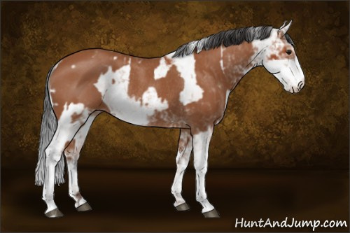 Horse Color:Bay Sabino Rabicano  and Bay Sabino Rabicano 