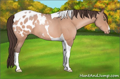 Horse Color:Amber Champagne Tobiano Appaloosa 