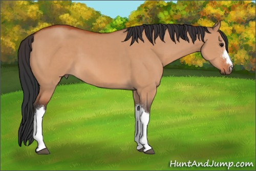 Horse Color:Bay Dun 
