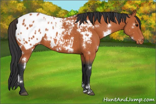 Horse Color:White Spotted Bay Appaloosa 
