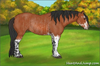 Horse Color:Bay Sabino Rabicano  and Bay Sabino Rabicano 
