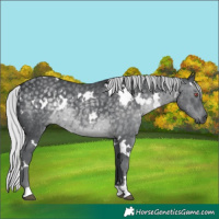 Horse Color:White Spotted Silver Black Chinchilla Rabicano 