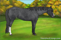 Horse Color:Black Appaloosa