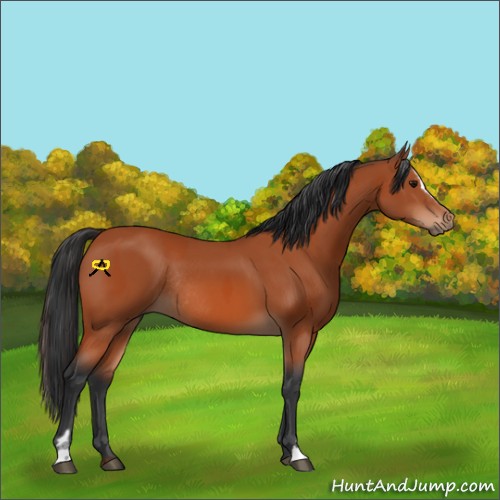 Horse Color:Bay Sabino Rabicano and Bay Sabino Rabicano