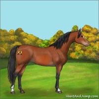 Horse Color:Bay Sabino Rabicano  and Bay Sabino Rabicano 