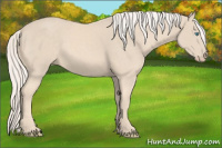 Horse Color:Cremello 