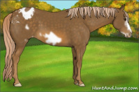 Horse Color:Chocolate Palomino Frame Appaloosa