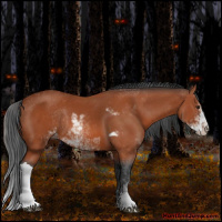 Horse Color:Brown Sabino Rabicano  and Brown Sabino Rabicano 