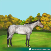 Horse Color:Brown Roan Dun 