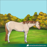 Horse Color:Red Dun Roan Tobiano 