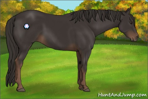 Horse Color:Liver Chestnut Rabicano 