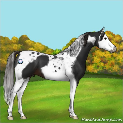 Horse Color:Gray Liver Chestnut Splash Tobiano 