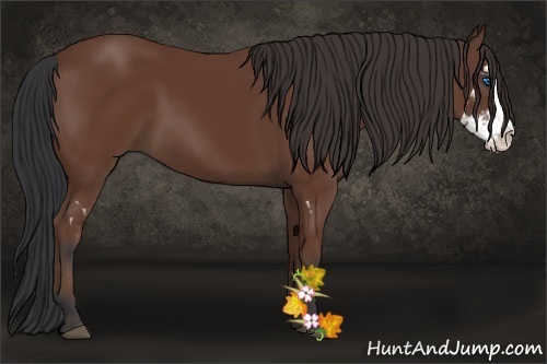 Horse Color:Bay Splash Frame 